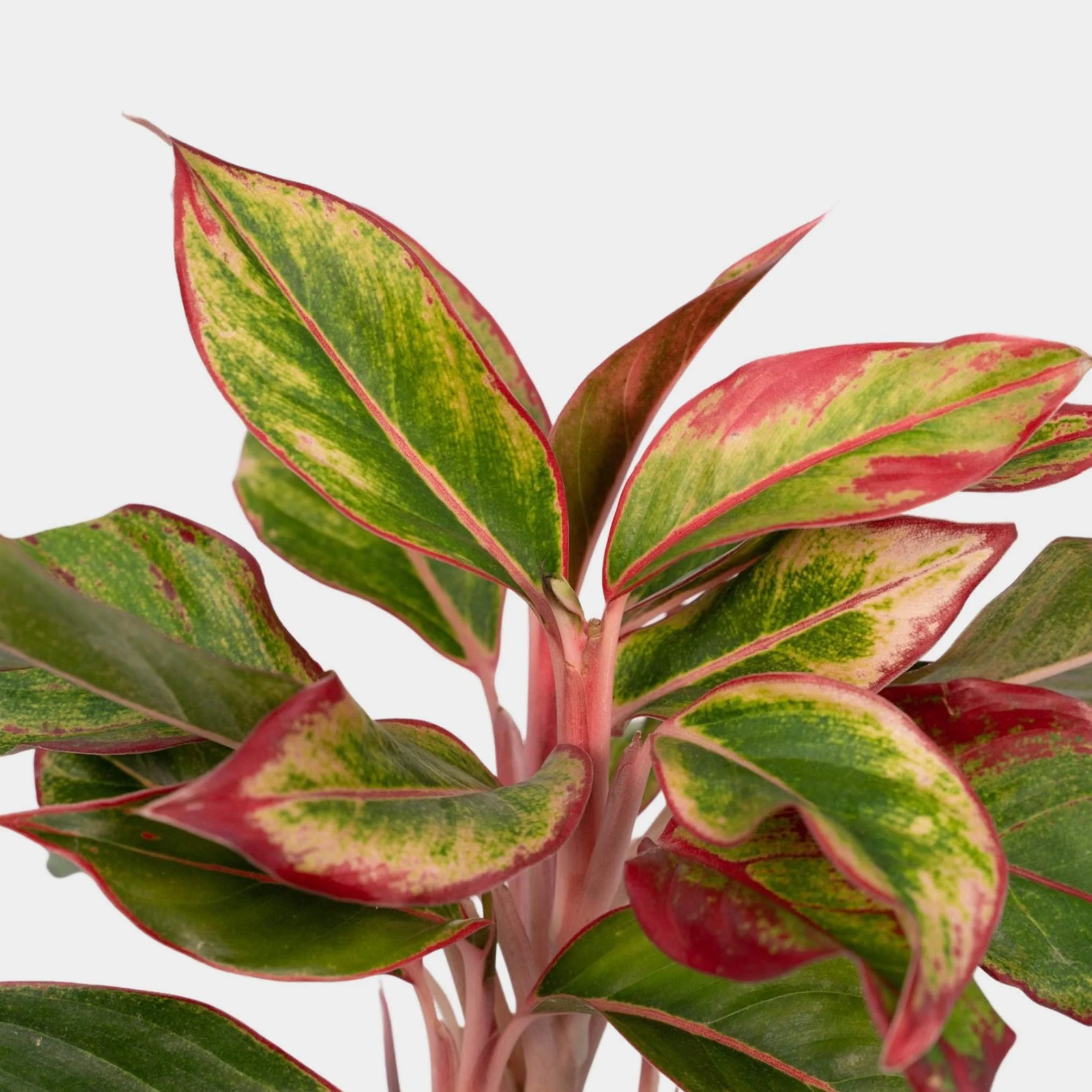   Aglaonema crete  has unique variegation of bright pink and is a great start to your variegated collection. Available now in the Plant Store. 