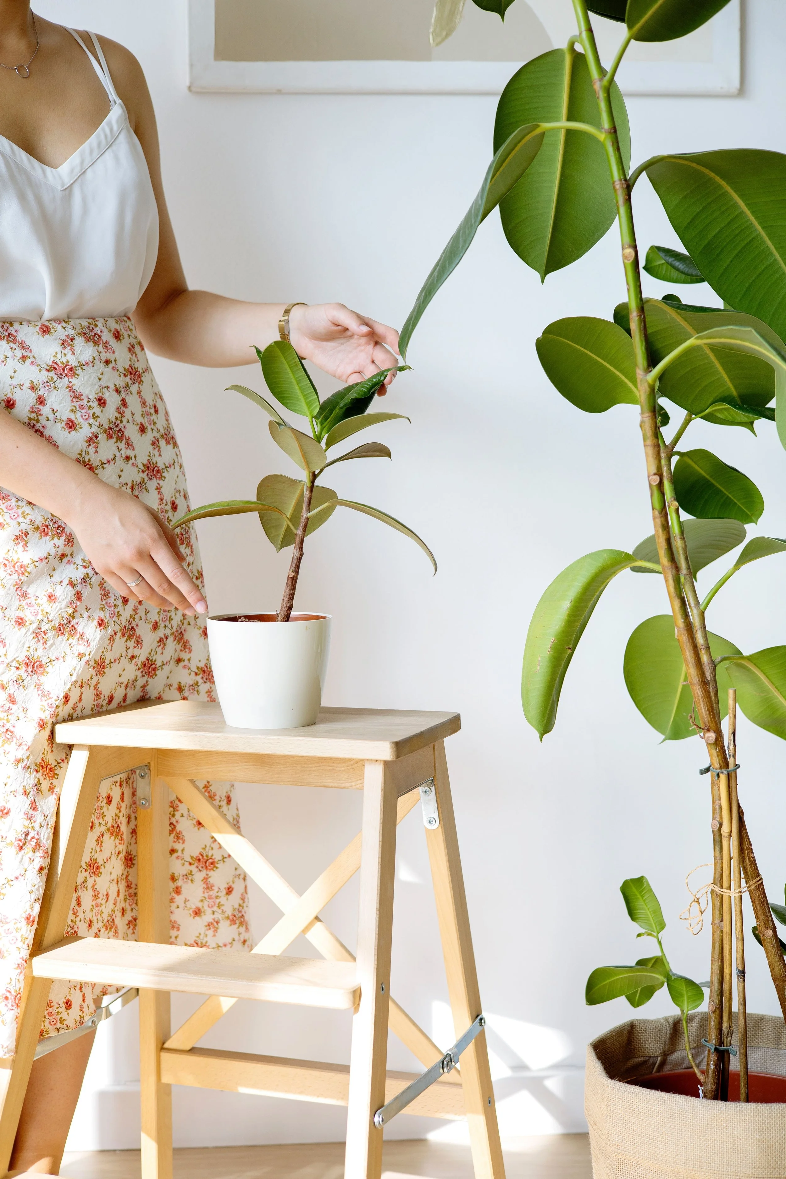  Ficus elastica can be easily propagated either with a leaf or stem cutting, which is a great way to grow your collection or save damaged stems. 