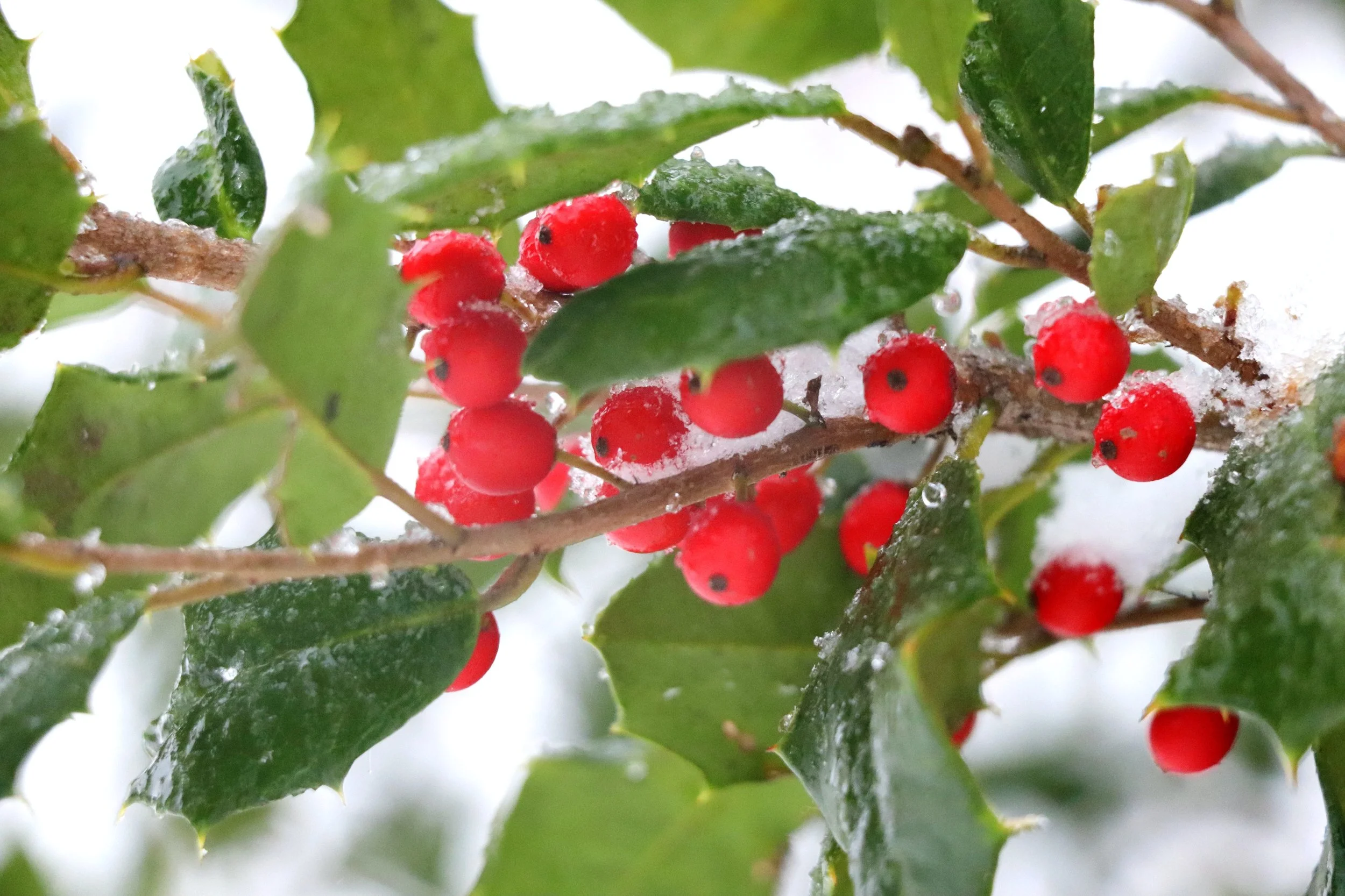  Some plants were though to hold magical properties and became winter traditions based on their ability to survive the cold. 