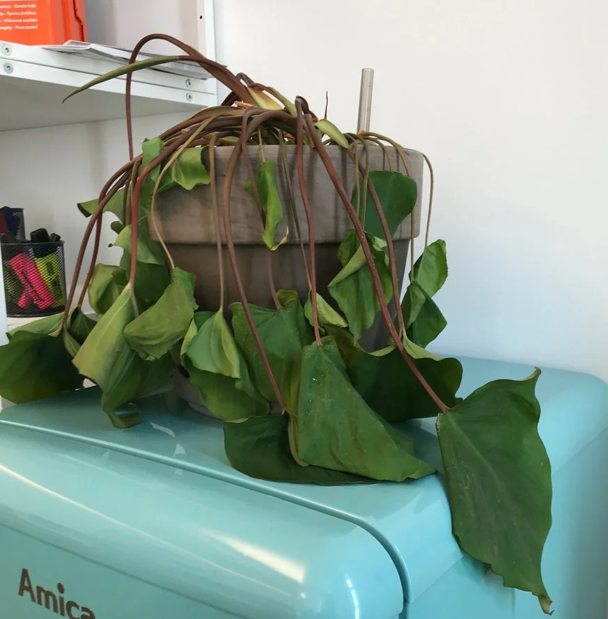  An example of an underwatered plant. 