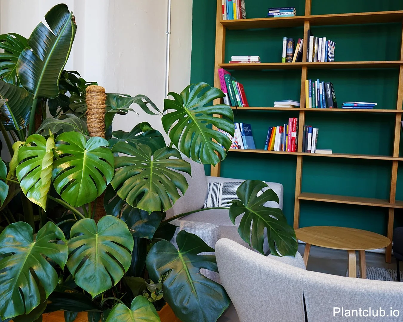 Monstera getting huge in a common space in Hamburg office