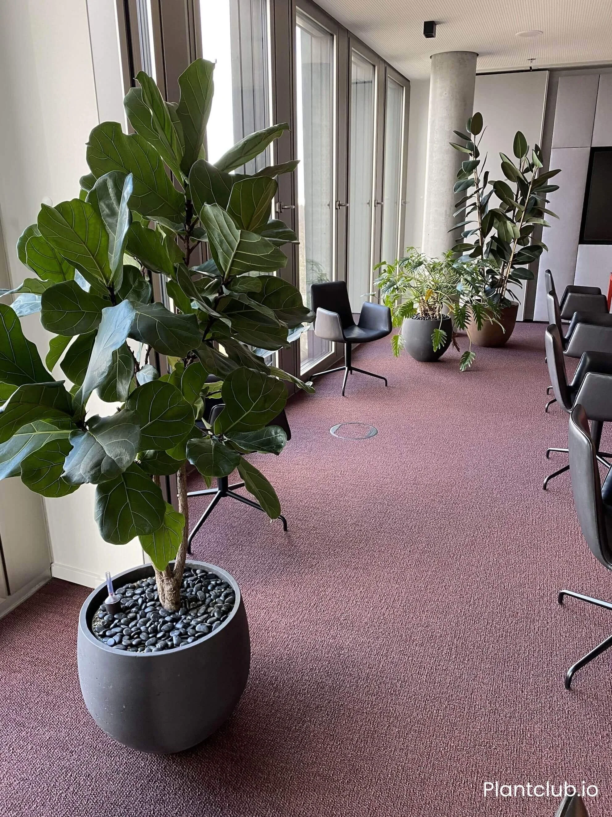 Fiddle leaf fig plant stands in the Cushman & Wakefield office in Berlin