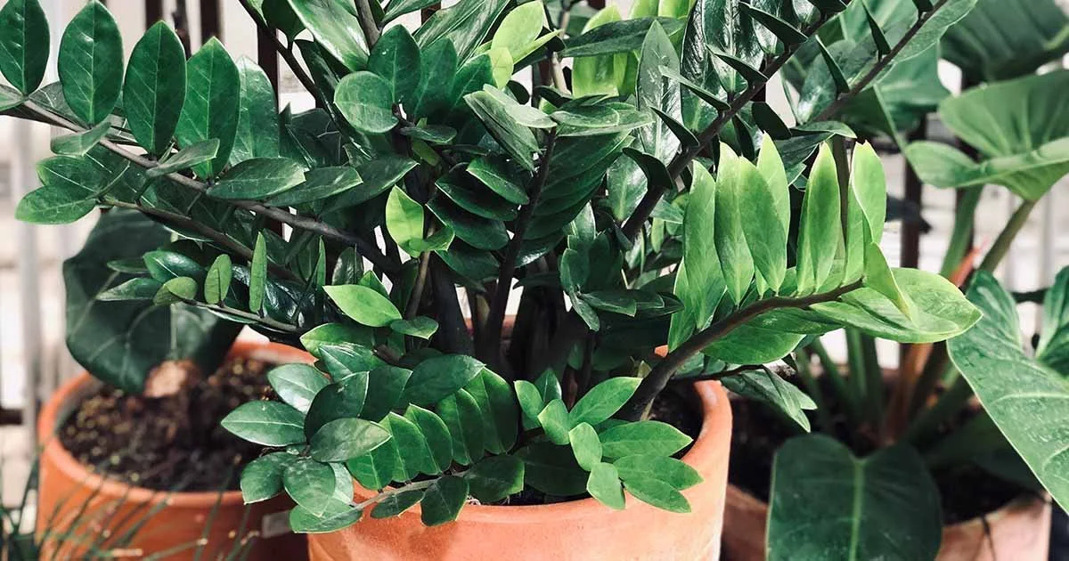  ZZ is available in the  Plant Store . 