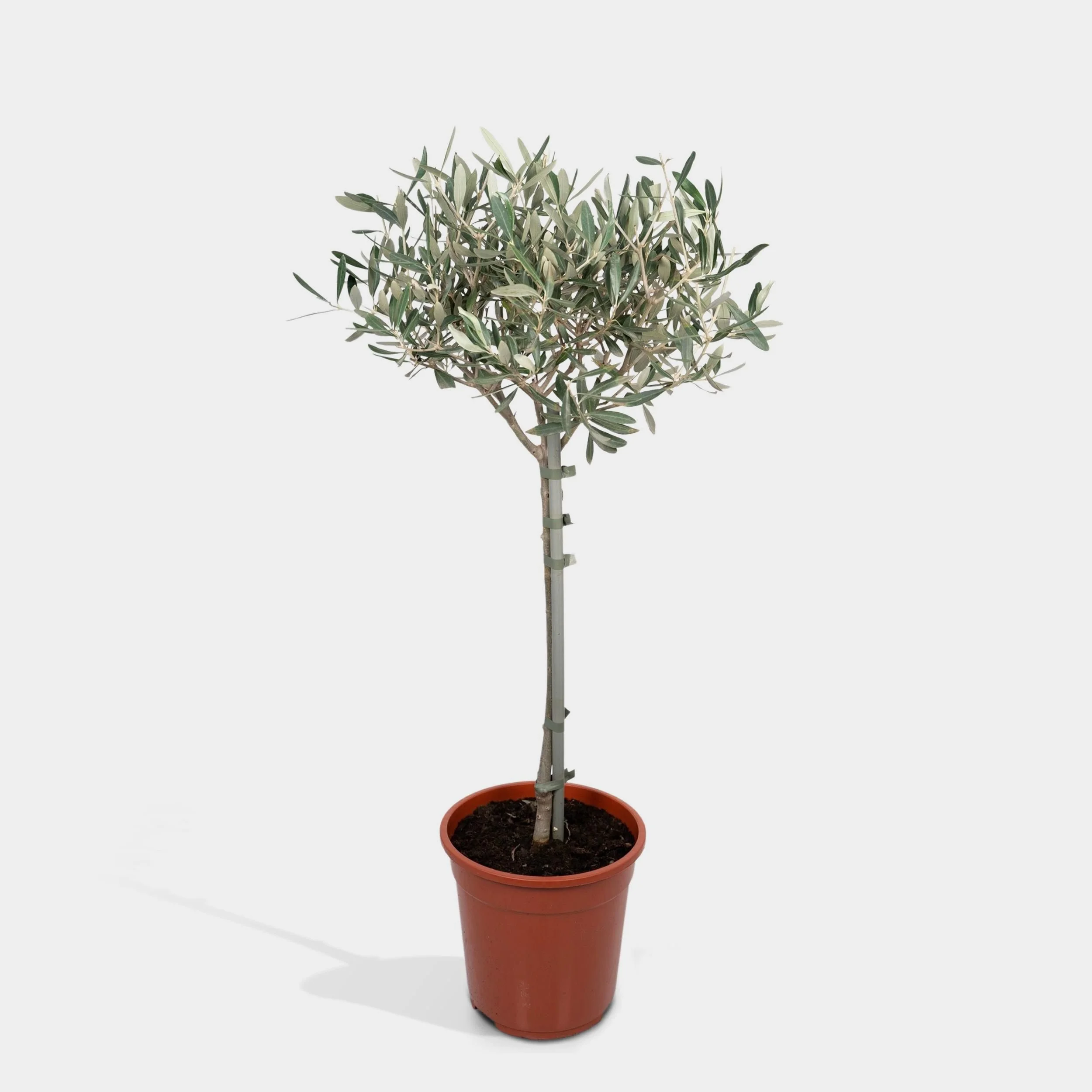  Gift a piece of “la dolce vita” this holiday season with an  olive tree .  
