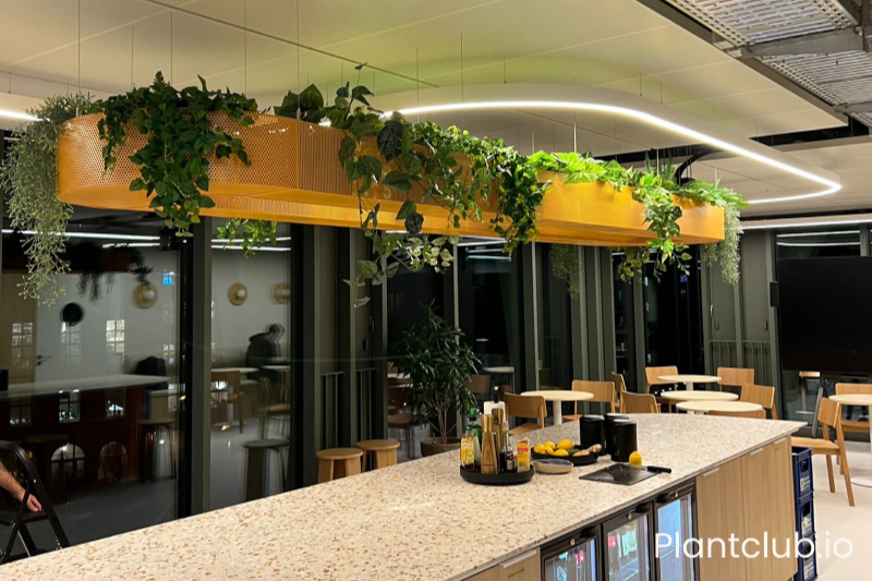 Engineered hanging office planter system with suspended greenery above workplace kitchen area