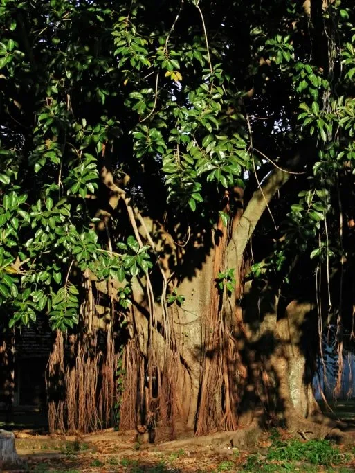  An example of a giant rubber tree grown naturally outside. Their trunks can grow to enormous sizes! 