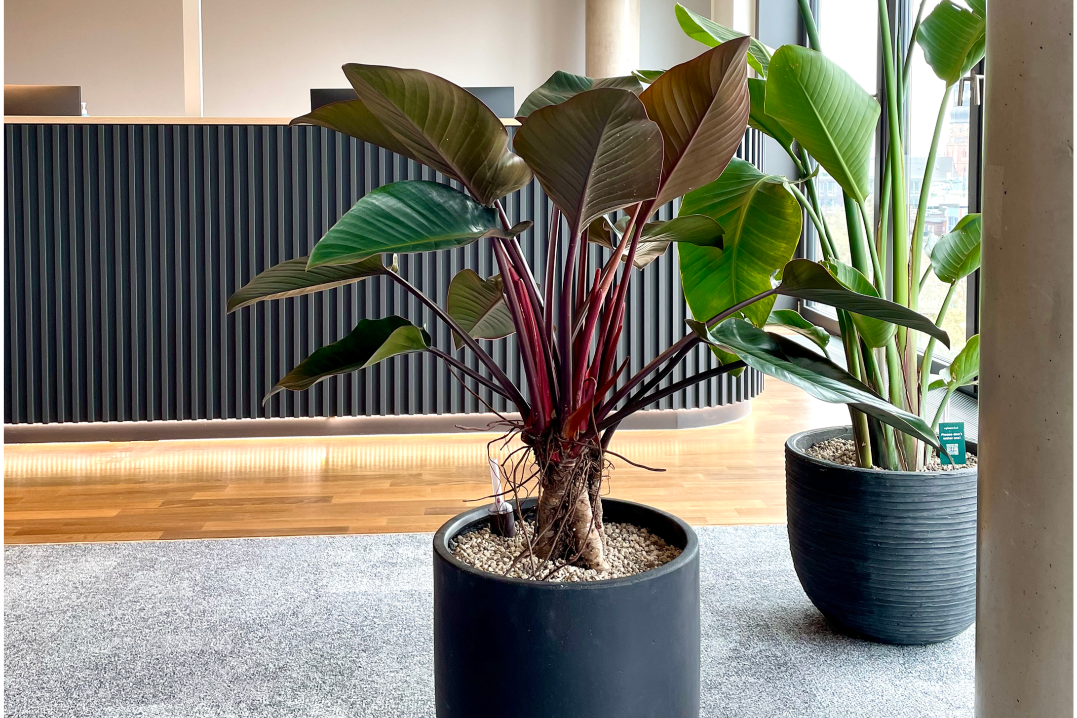  Comparison between decorative office plants and integrated workplace planting design 