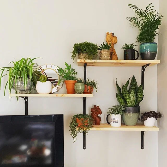 Custom shelf build for a client. The client wanted shelves made and installed in a century home with plaster walls. Installing anything that will hold weight on plaster walls can be difficult as it is both harder and more brittle than drywall. We too