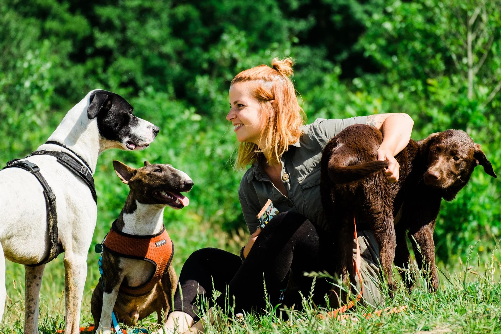 Hundetraining-kiel-hundetraining.jpg