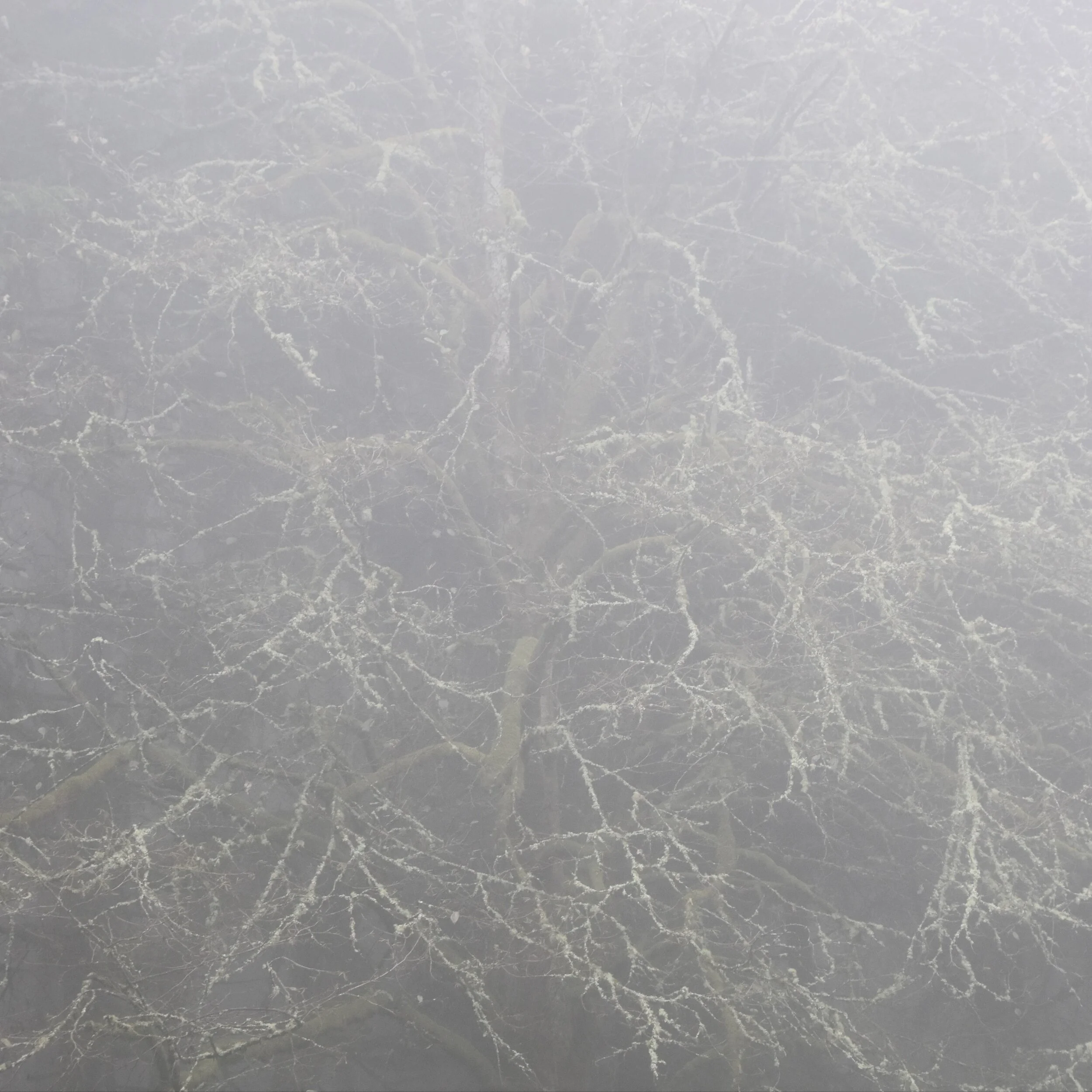 I Come From a Long Line of Women