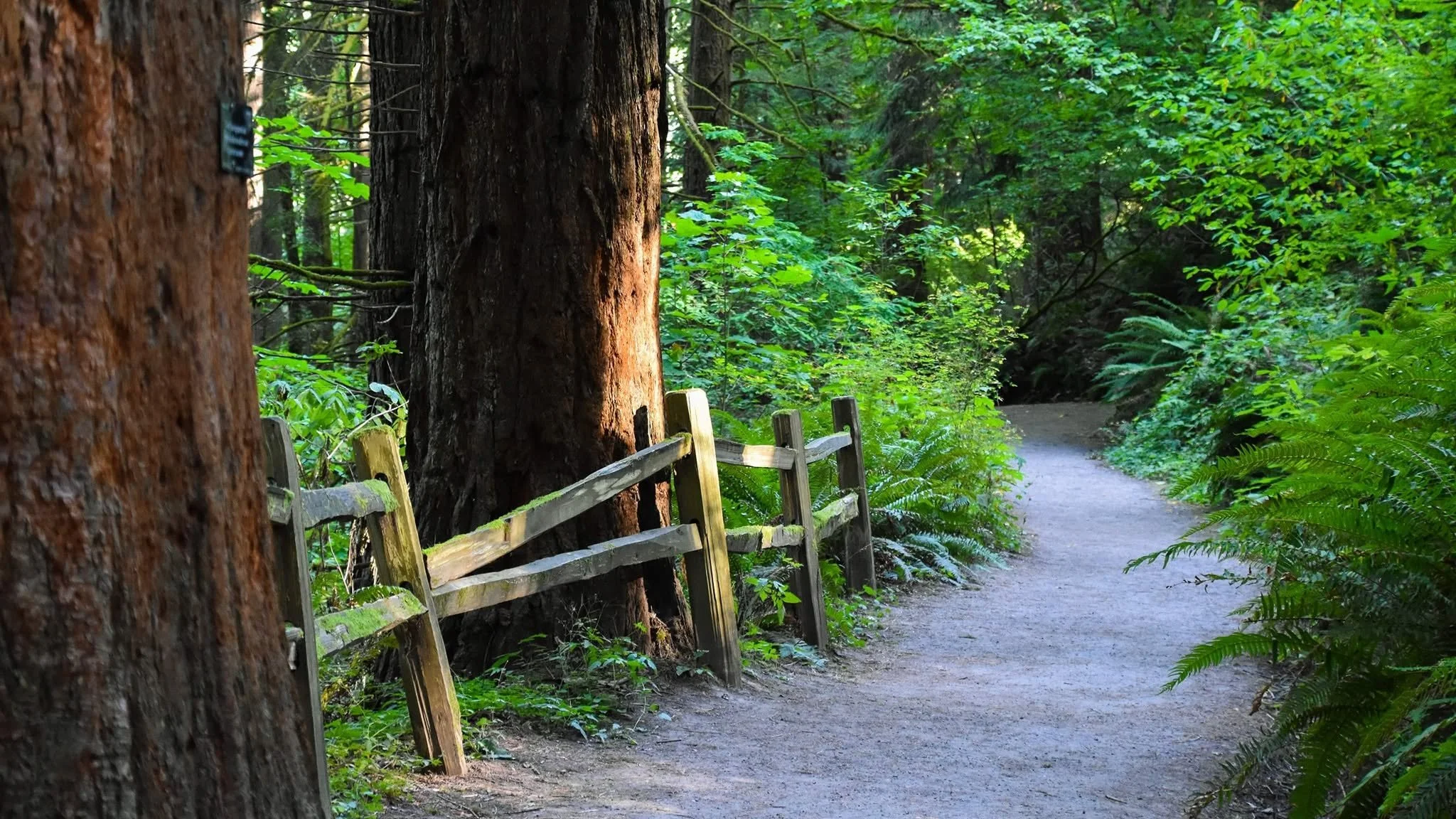 A gravel trail alongside green leaves, sequioa trees, and a wooden fence