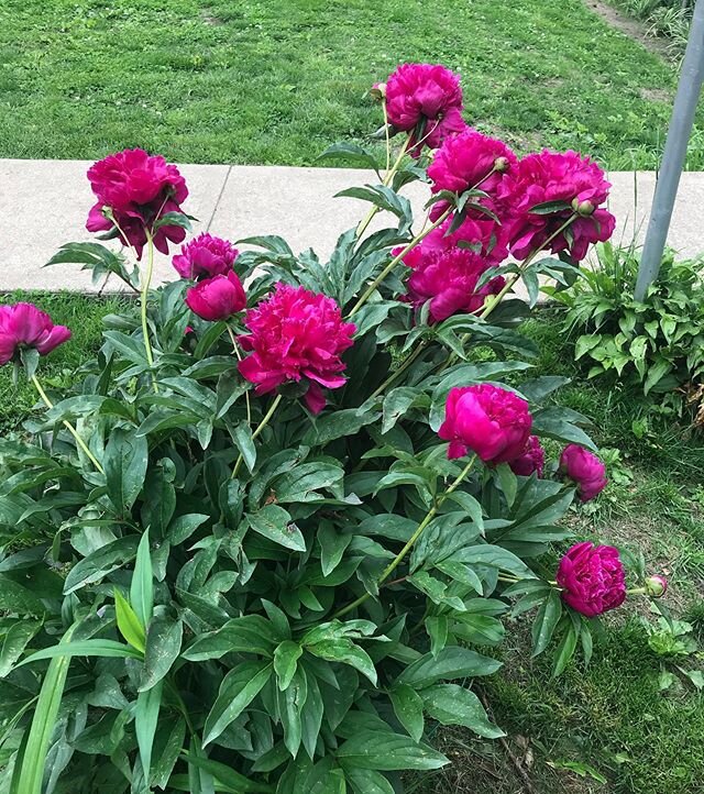 I&rsquo;ve been enjoying this week of blooming peonies (thanks for the view from across the fence, @c_wissinger!). These peonies have worked their way into an essay I&rsquo;ve been writing. The first draft was originally about fear&mdash;but now the 