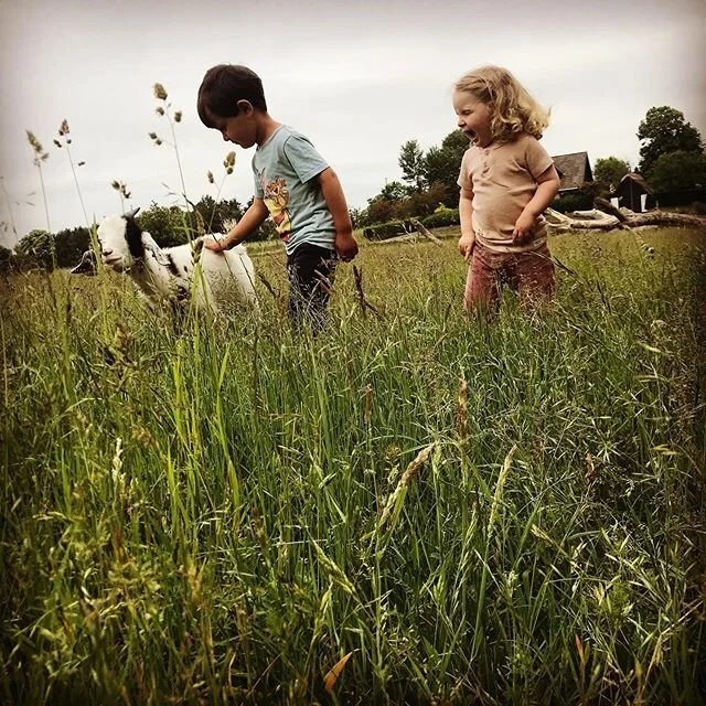 På bondegårdstur med familien i dag uden for Kbh. På vej hen til gederne brænder den mindste sig på en brændenælde. Imens jeg fokuserer på at trøste hende, går storebror over og tager fat i