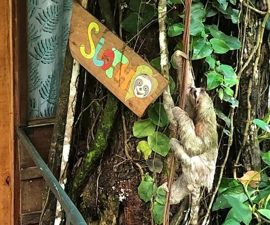 sloth actual sloth.jpg