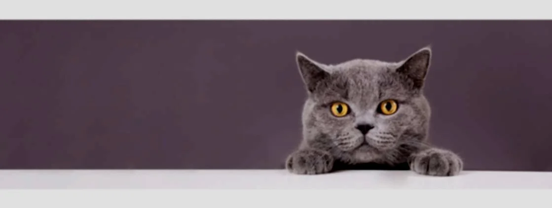 The Time a Team of Professional Stock-Pickers Was Beaten by a Cat