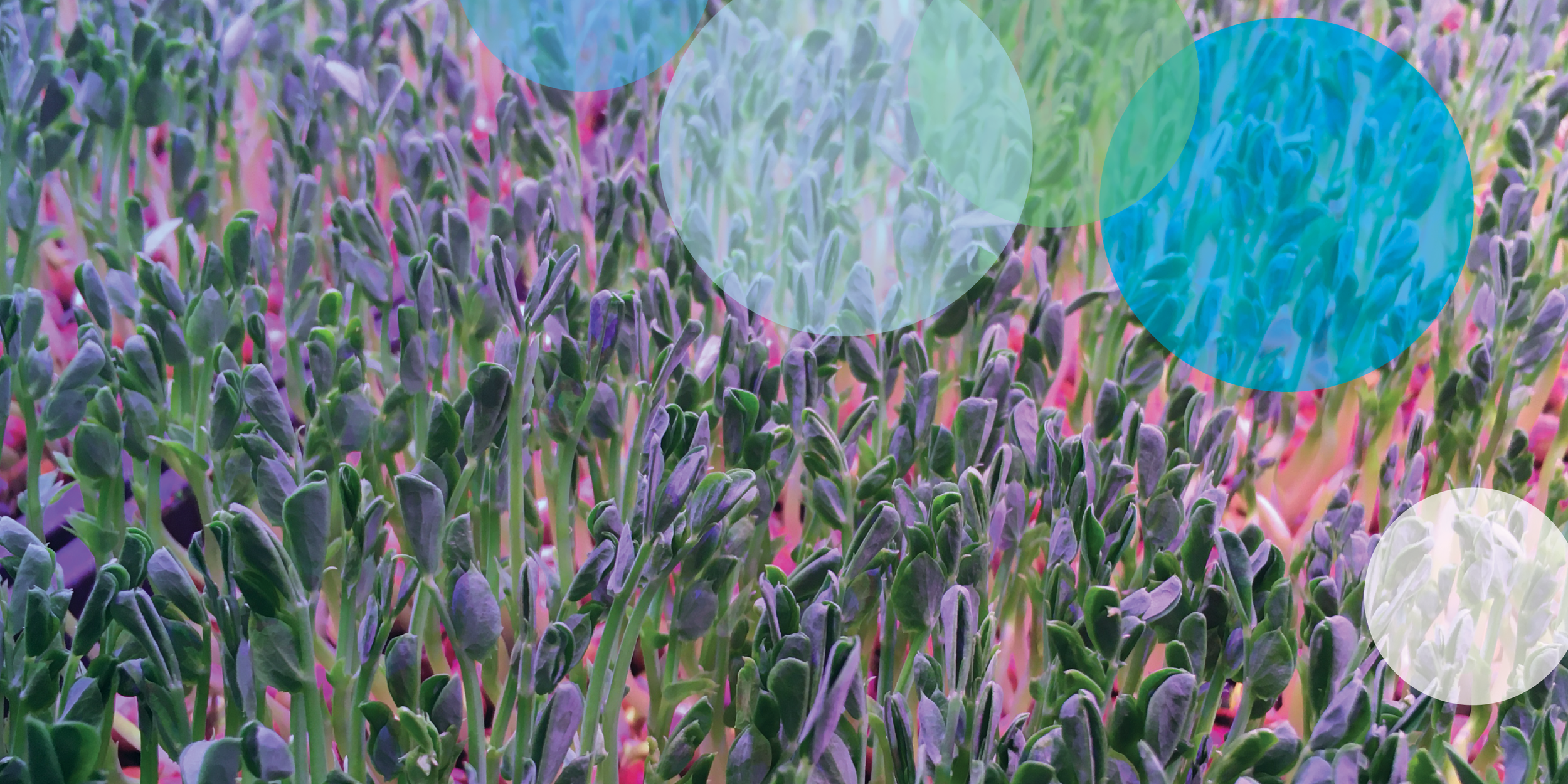 The Plant