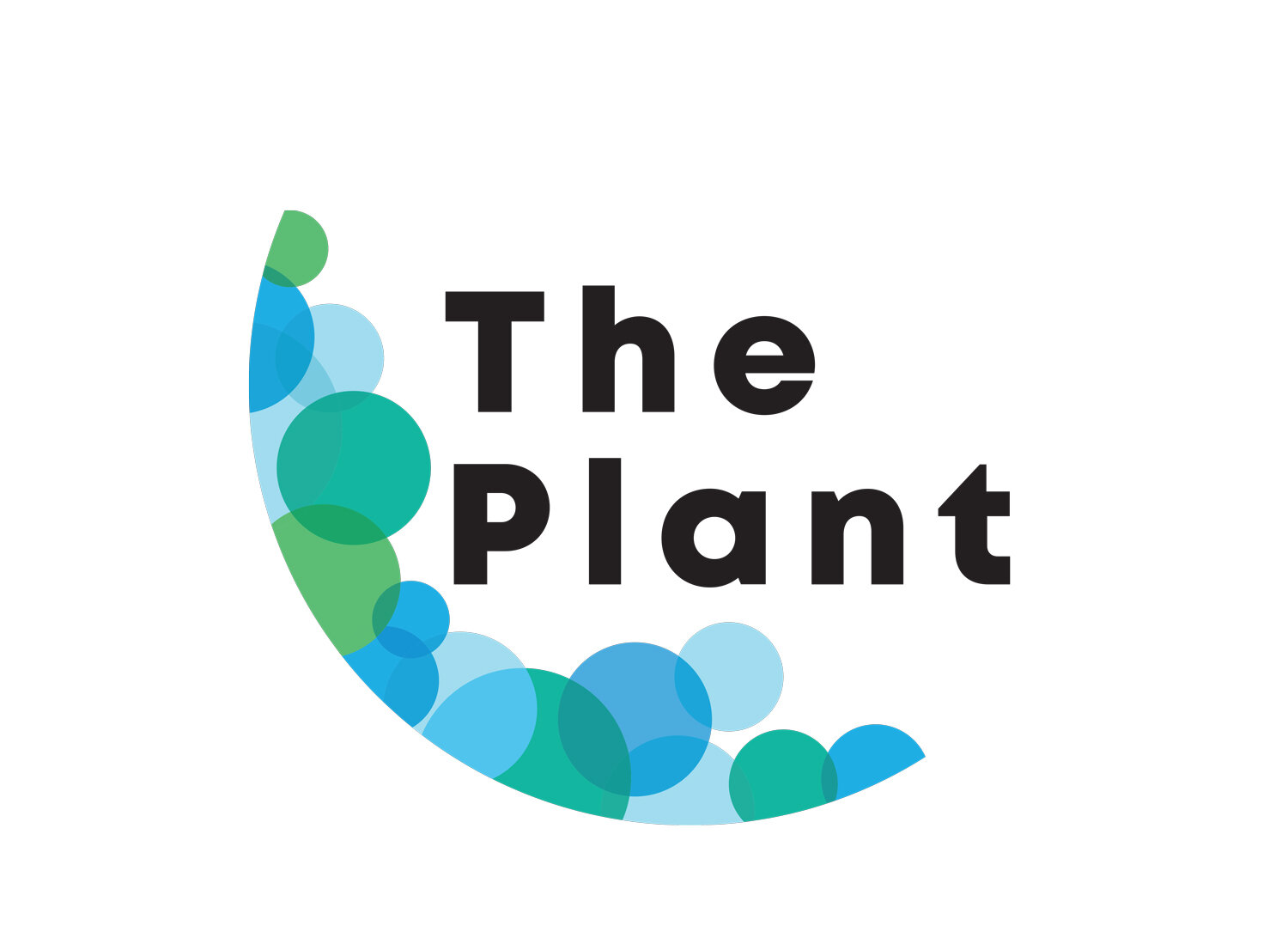 about the plant