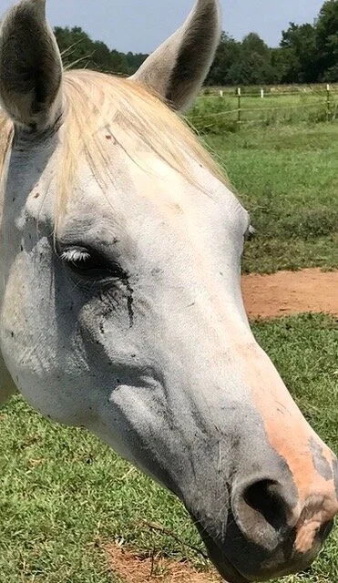 How A Horse Helped Two People Be Less Hard on Themselves