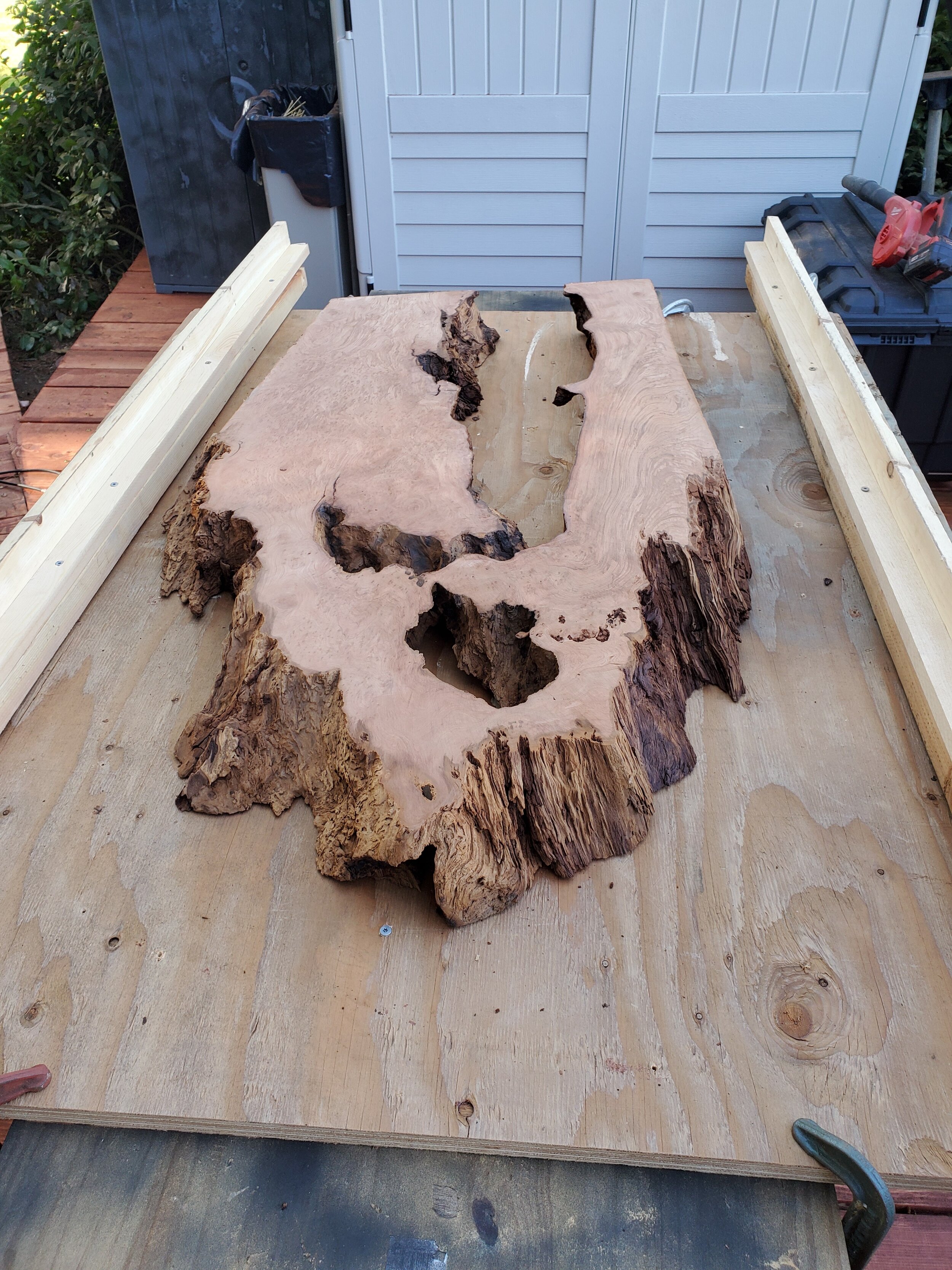redwood burl