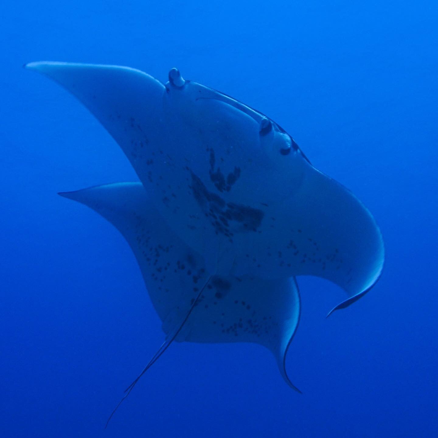 Today we celebrate the thing that connects us all, the life source and sustenance of every organism on Earth: our oceans.

Our work at PMDP is centered around ensuring that future generations of Hawai&rsquo;i have the chance to experience and celebra