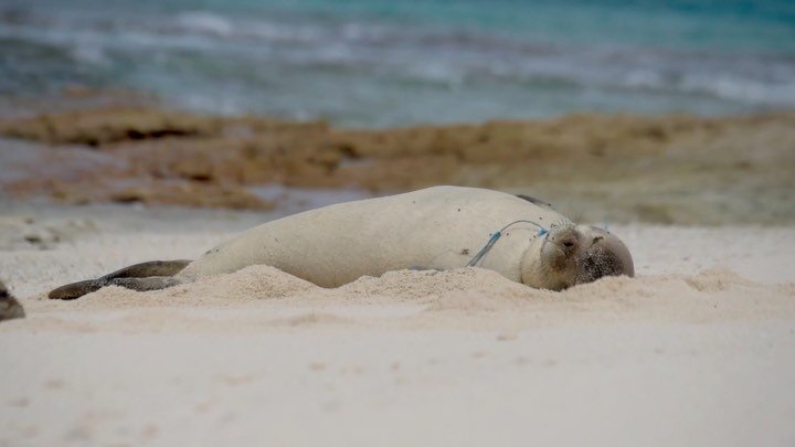 During PMDP&rsquo;s 2021 Spring Mission, the crew witnessed first hand the detrimental effects of marine debris on our beloved Hawaiian monk seals. 

On the first day of the 2021 Spring Mission, they encountered a 4 y/o female Hawaiian monk seal stru