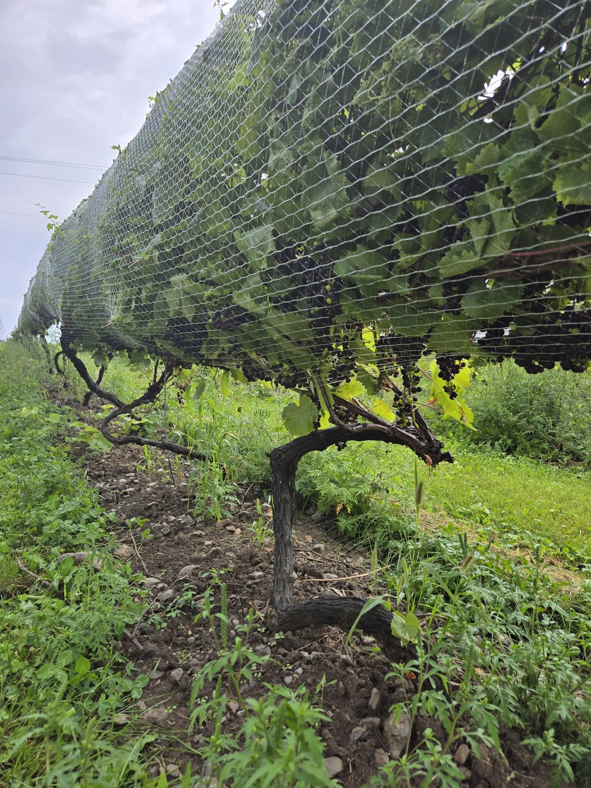 Mature grapes growing under netting (Copy)