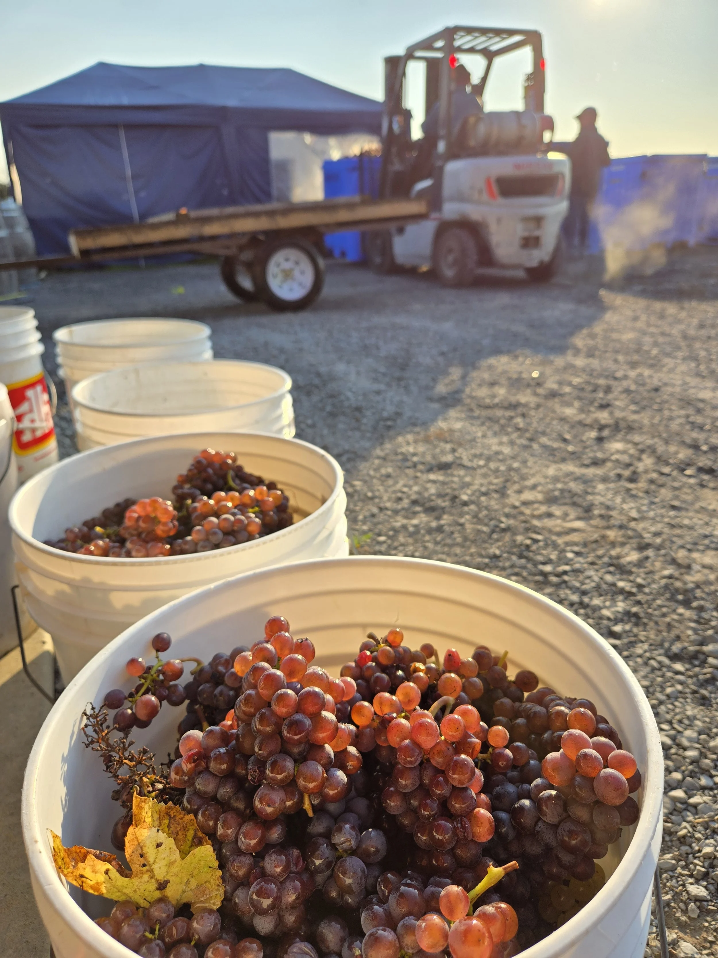 Behind the scenes of Harvest (Copy)