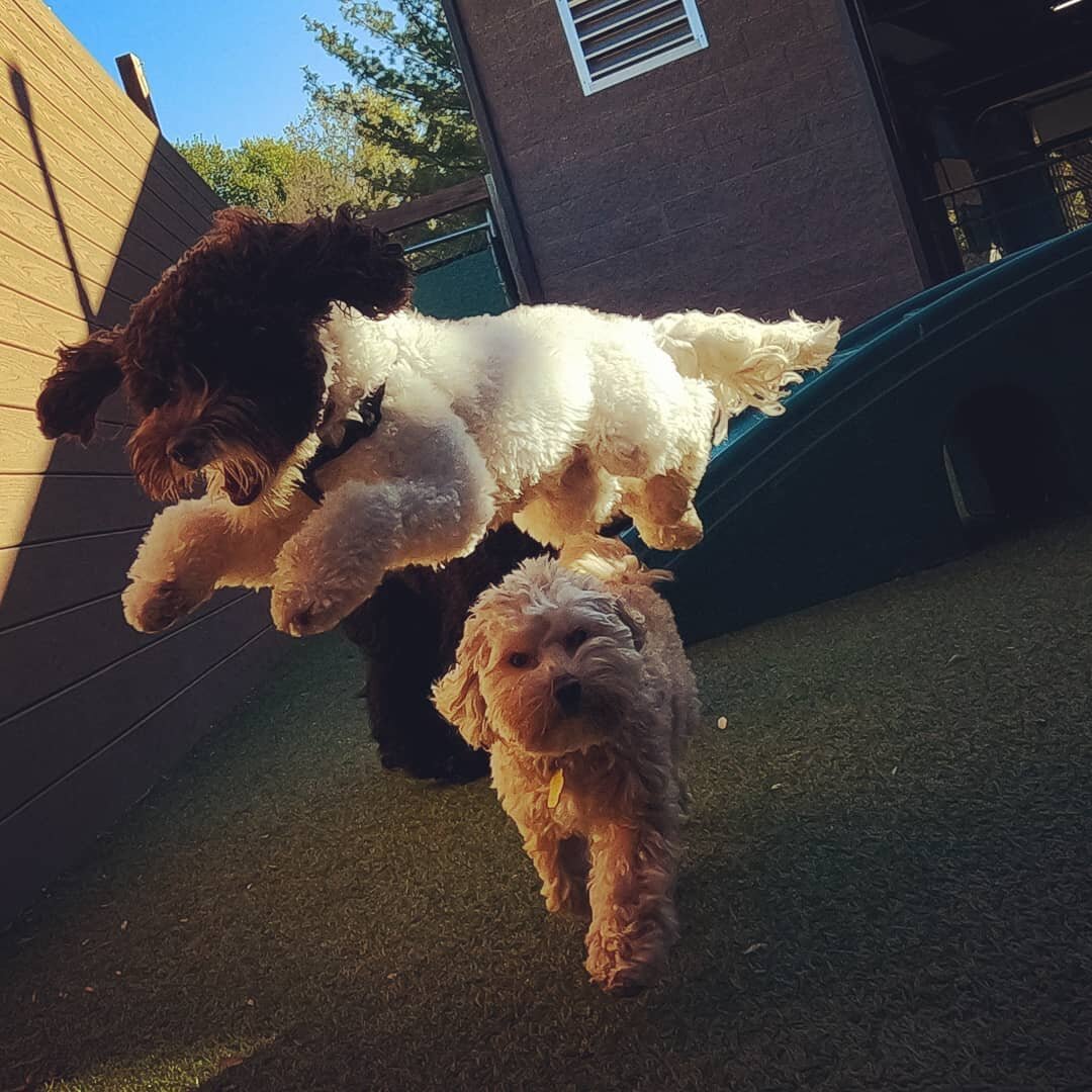 Then the cow jumped over the dood. #dreamdogstraining #puppy #puppiesofinstagram #minilabradoodle #maltipoo #cowjumpedoverthemoon
