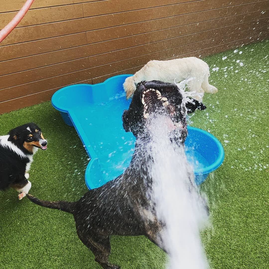 Pool par-taay! #bullmastiff #bullmastiffsofinstagram #dogzilla #deafdogsrock #dogsofinstagram #dog #nodogswereharmedinthemakingofthisphoto #shelovesit #waterislife #brushyourteeth #dontforgettofloss