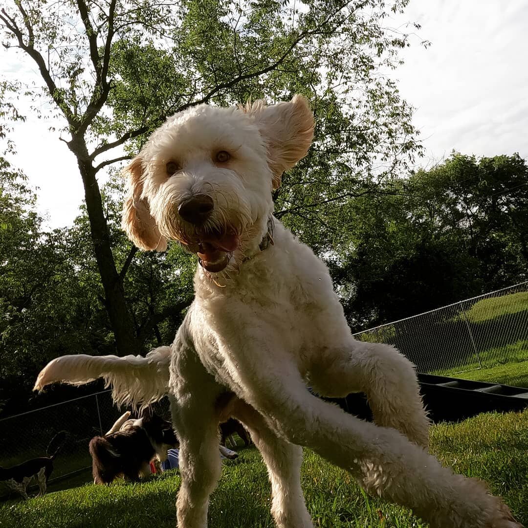 Happy Monday! #dreamdogstraining #goldendoodle #goldendoodlesofinstagram #happymonday #sunshine