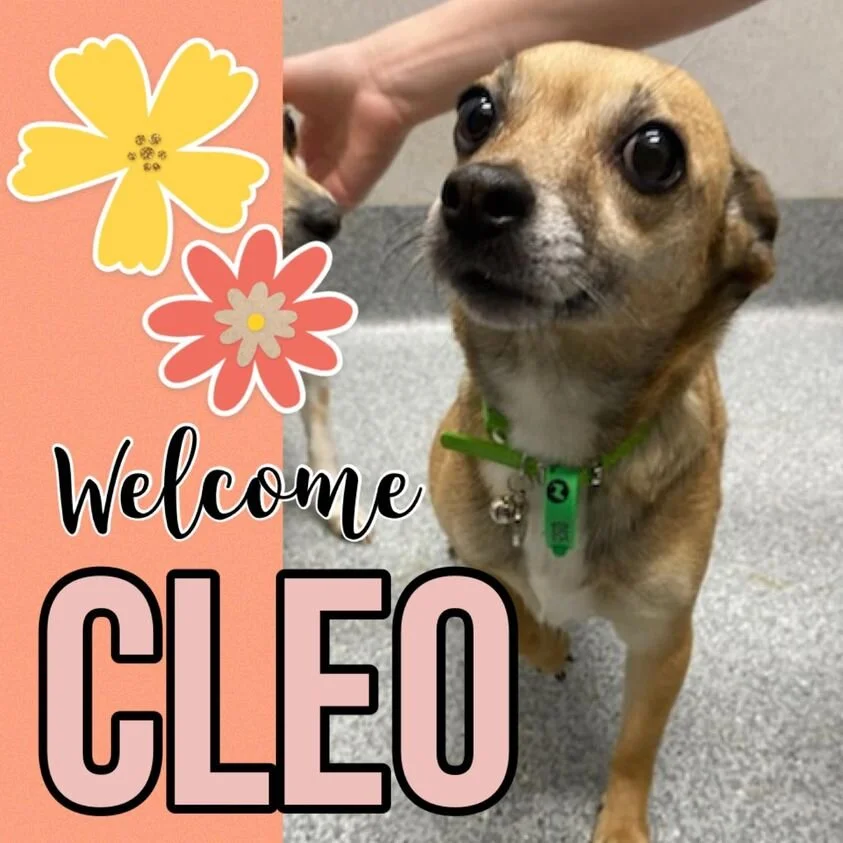 CRQ 48 Cleo.jpg