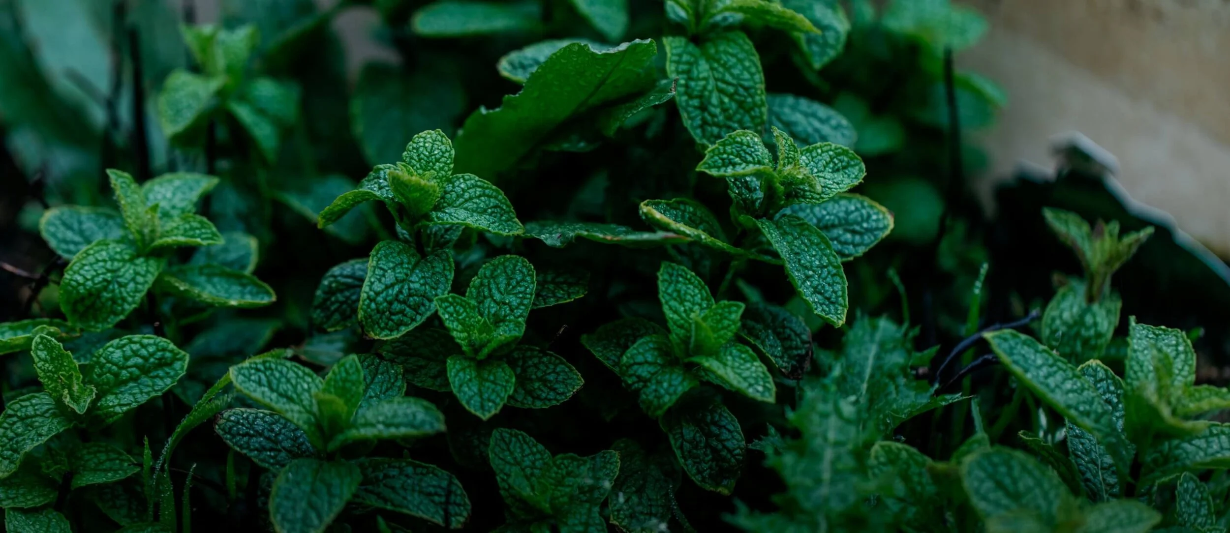 img-banner-about.jpg