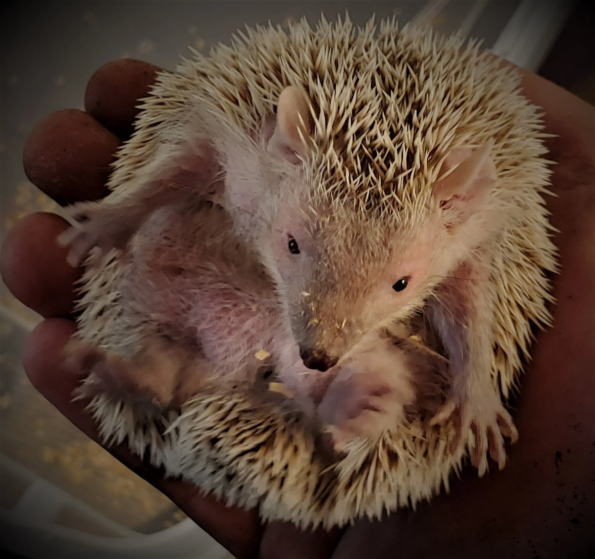 Tenec Animal Animals of Madagascar — Fort Rickey Discovery Zoo