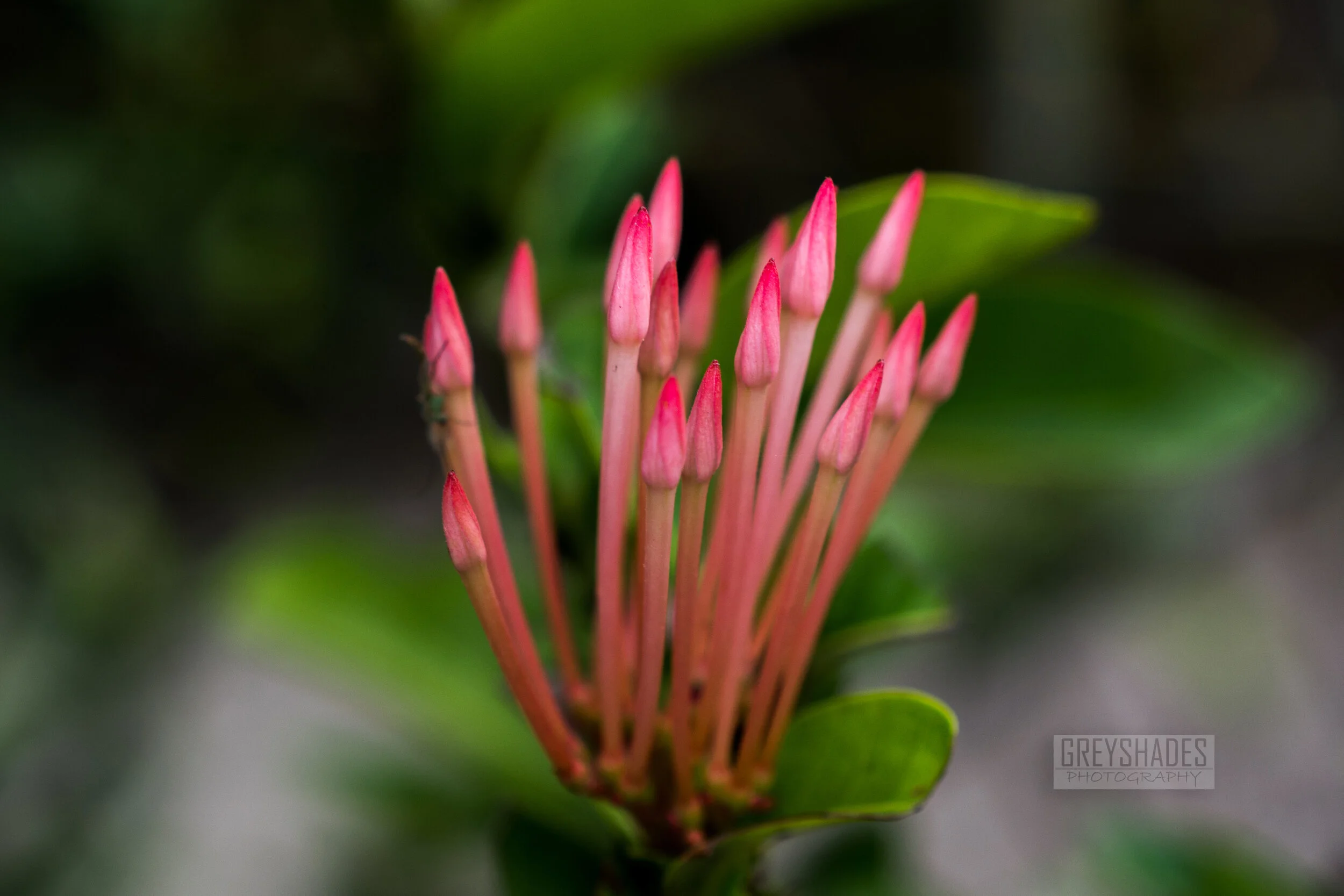 DSC_3086-gp.jpg