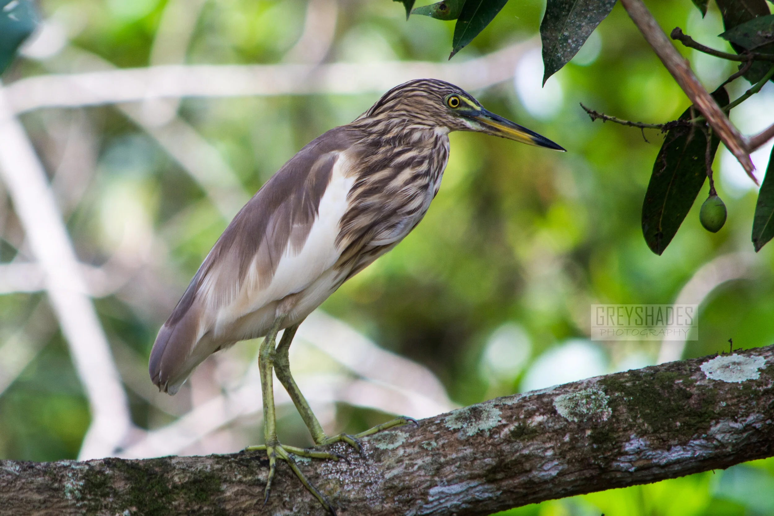 DSC_3135-gp.jpg