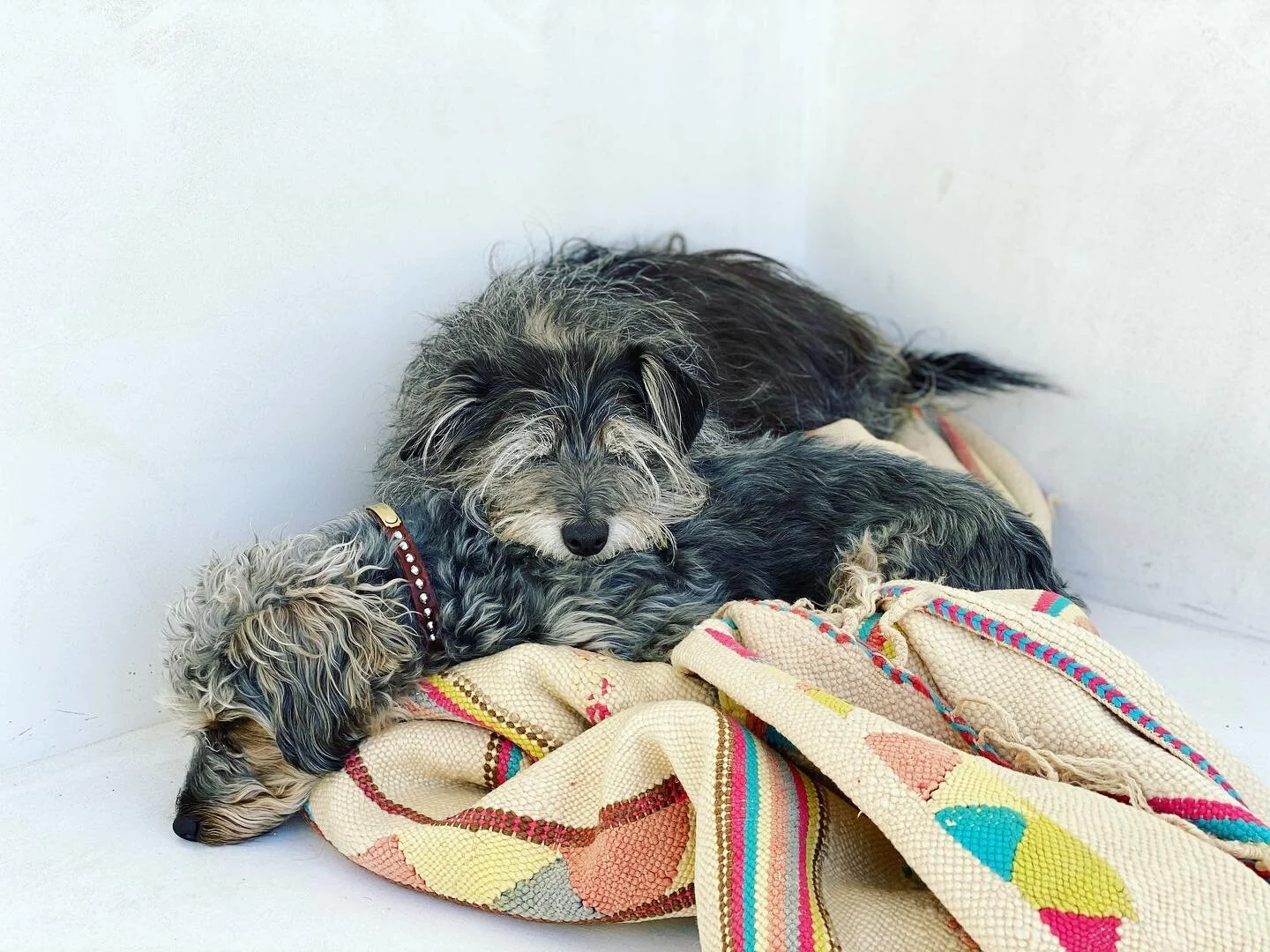 Wilder never let&rsquo;s Scout snuggle. We all clearly need snuggles these days.