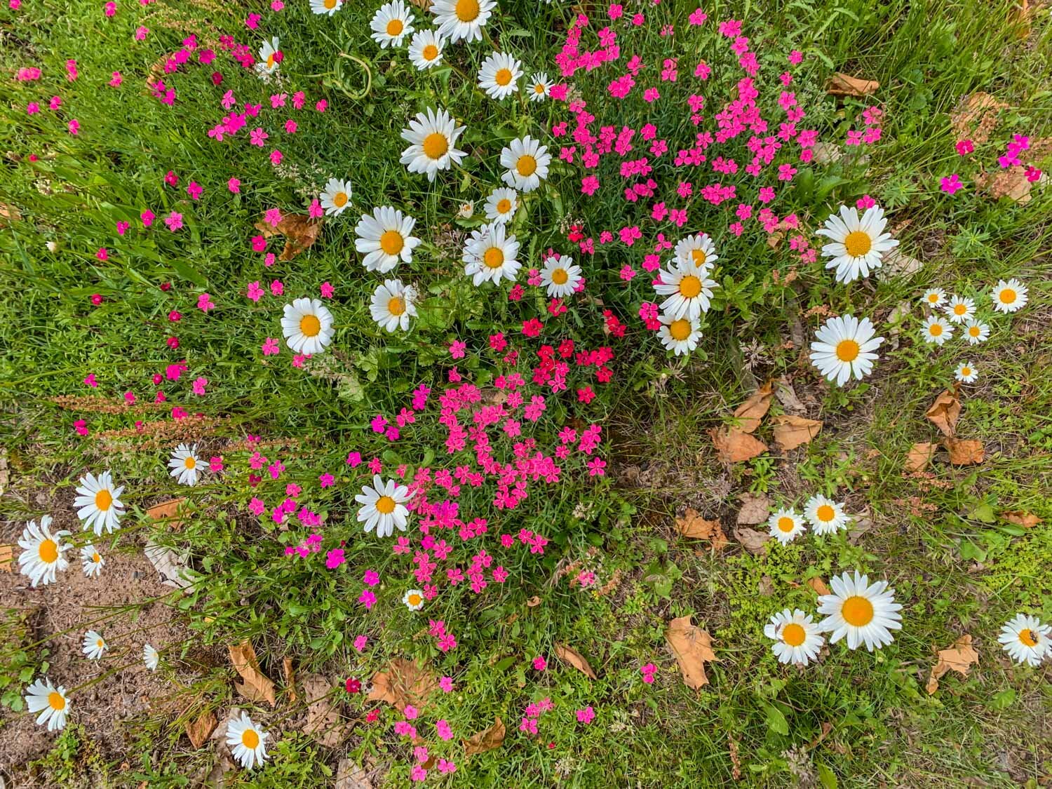 spring-flowers-marquette-hike-8291.jpg