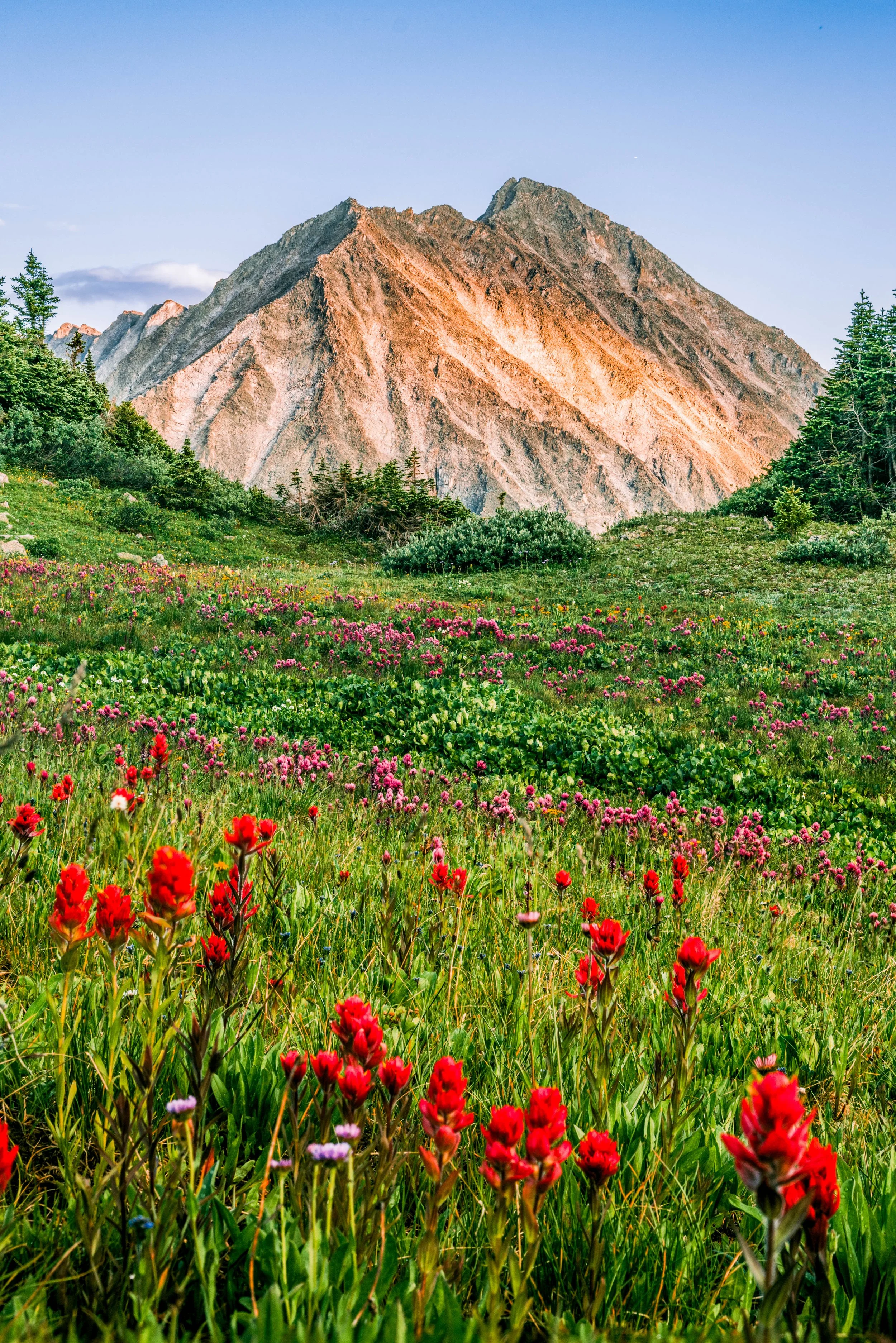 Crested Paintbrushes