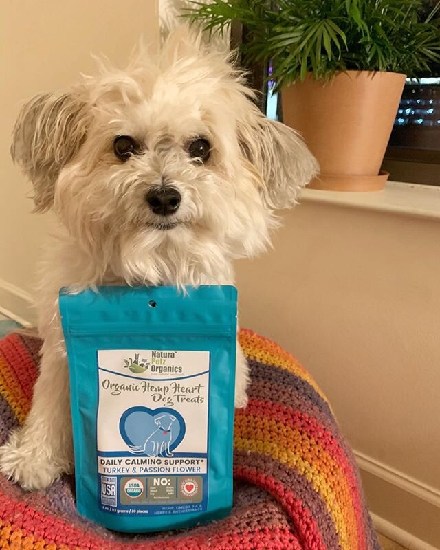 Pets with anxiety are no joke. CBD can help alleviate generalized anxiety as well as fear of storms, FIREWORKS, car rides, grooming visits, etc. We offer CBD in a variety of forms, including the treats pictured with Davi. Picky dog or cat? We also ha