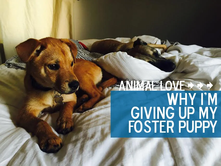 Why I'm Giving Up My Foster Dog