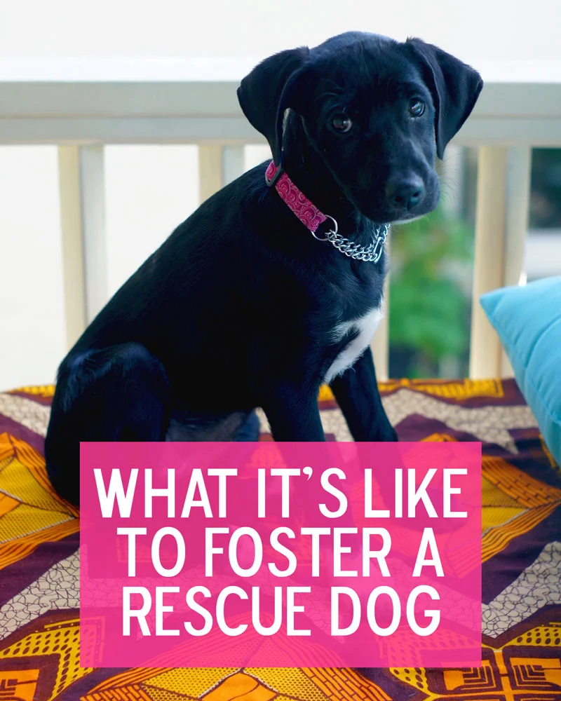 Should You Consider Fostering a Dog?