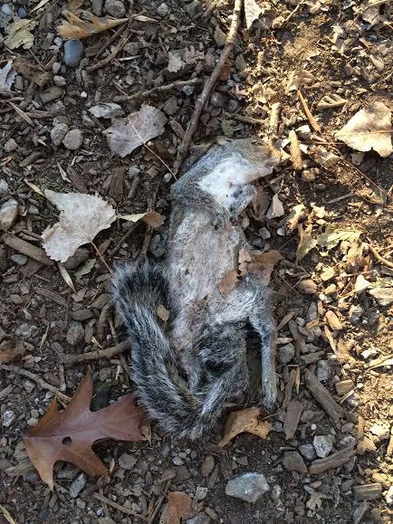 #63. Dispose of a Dead Squirrel.