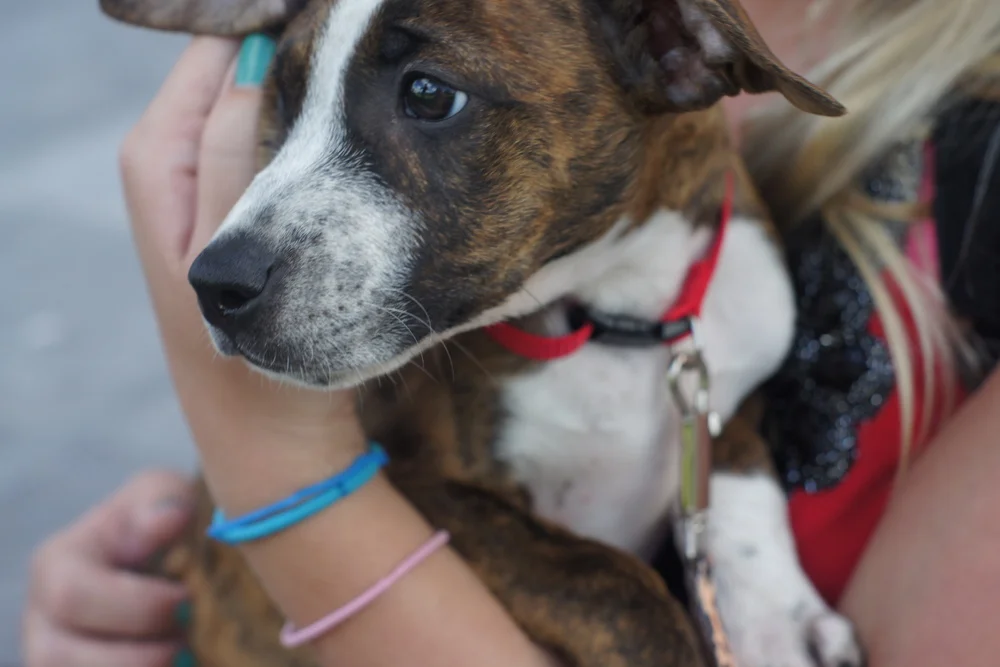 #114. Bring a Puppy Through US Customs