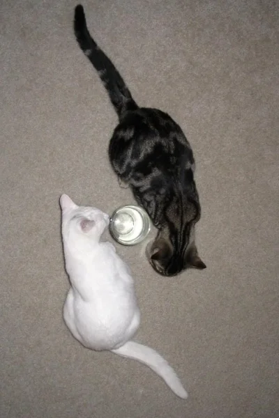 Dealing with Guilt After the Death of a Beloved Pet