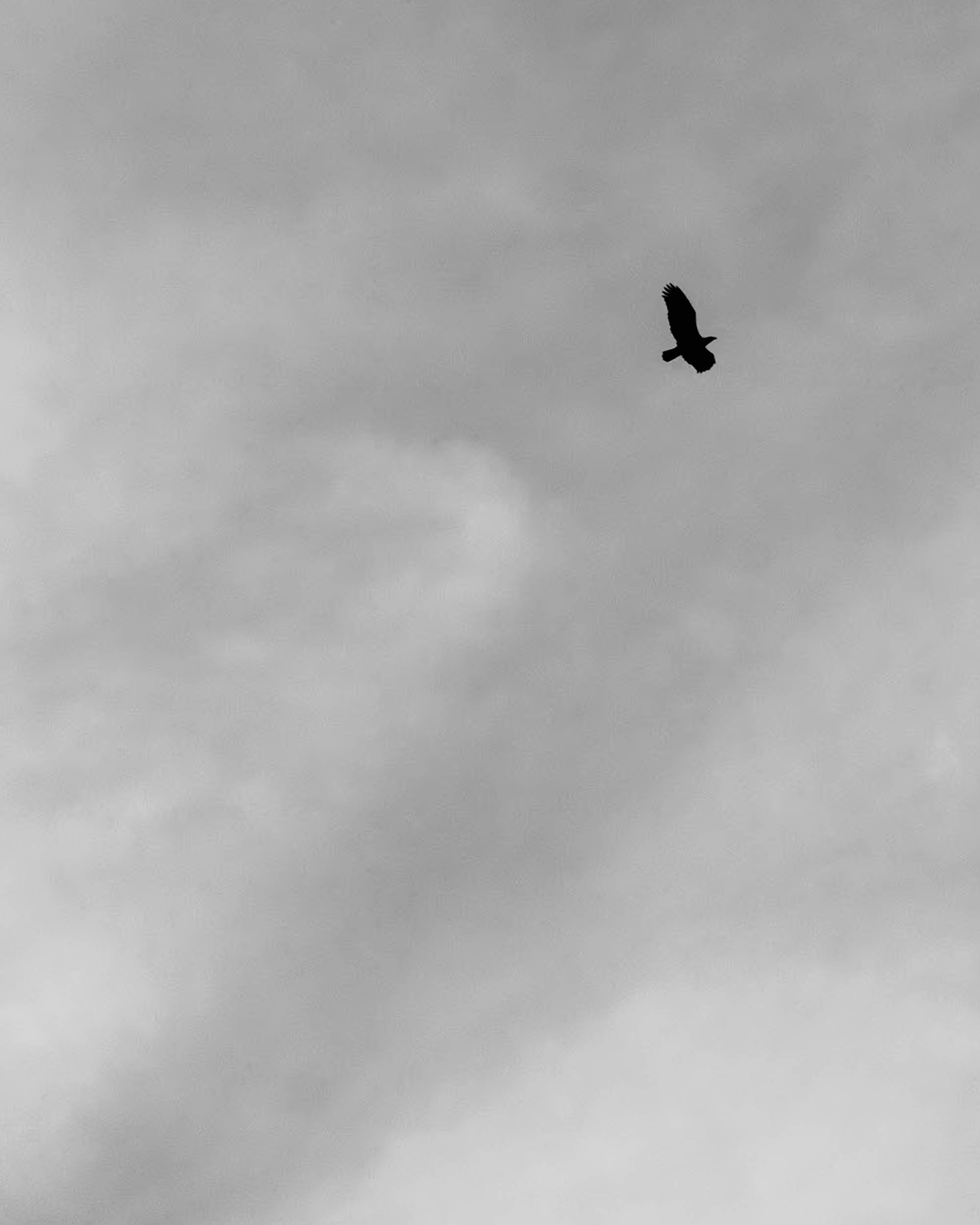 Bald Eagle above Fort Worden
