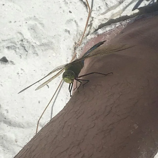 I am now King of the Dragonflies.