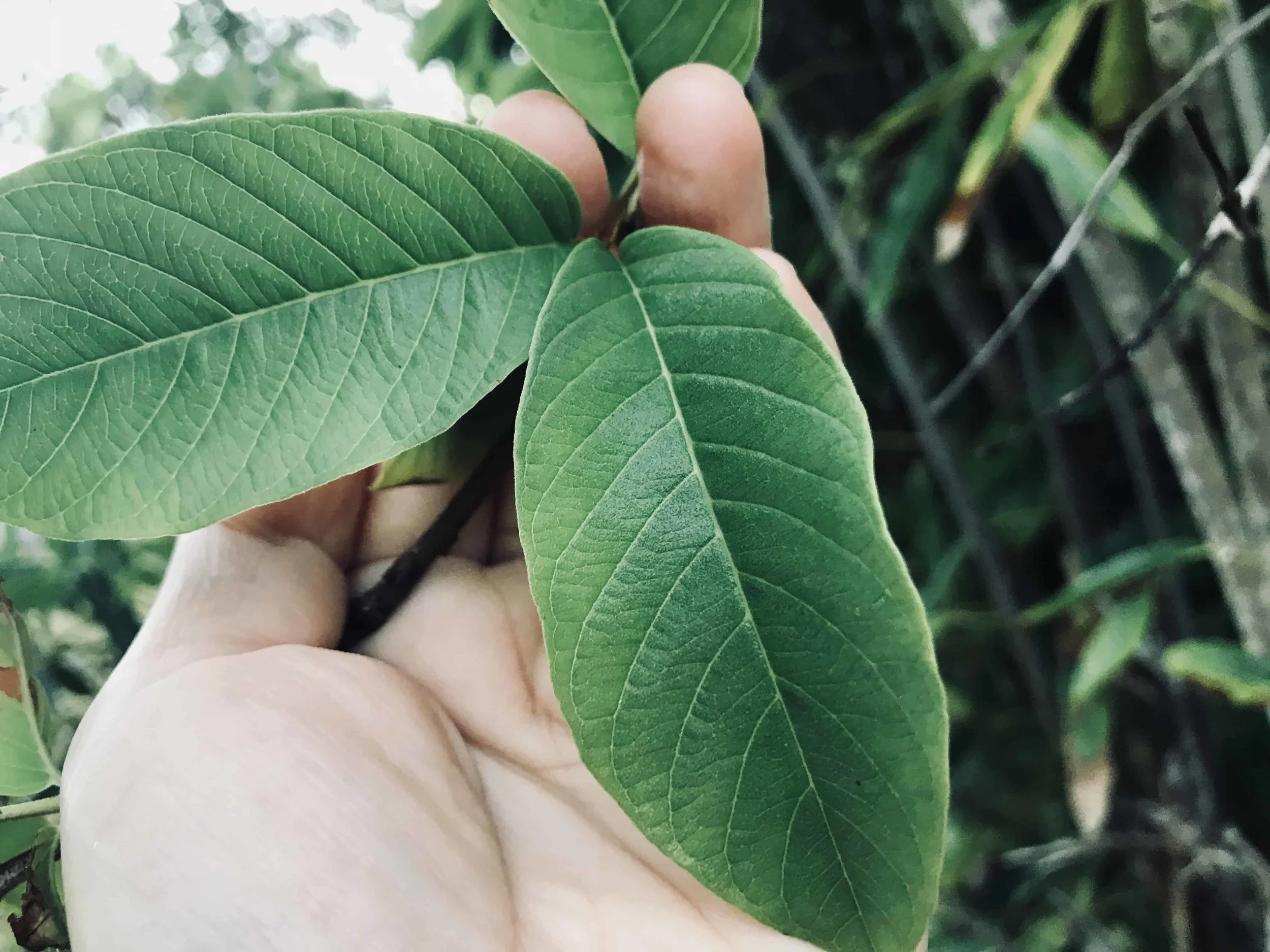 Amazing Benefits of Guava Leaf Tea