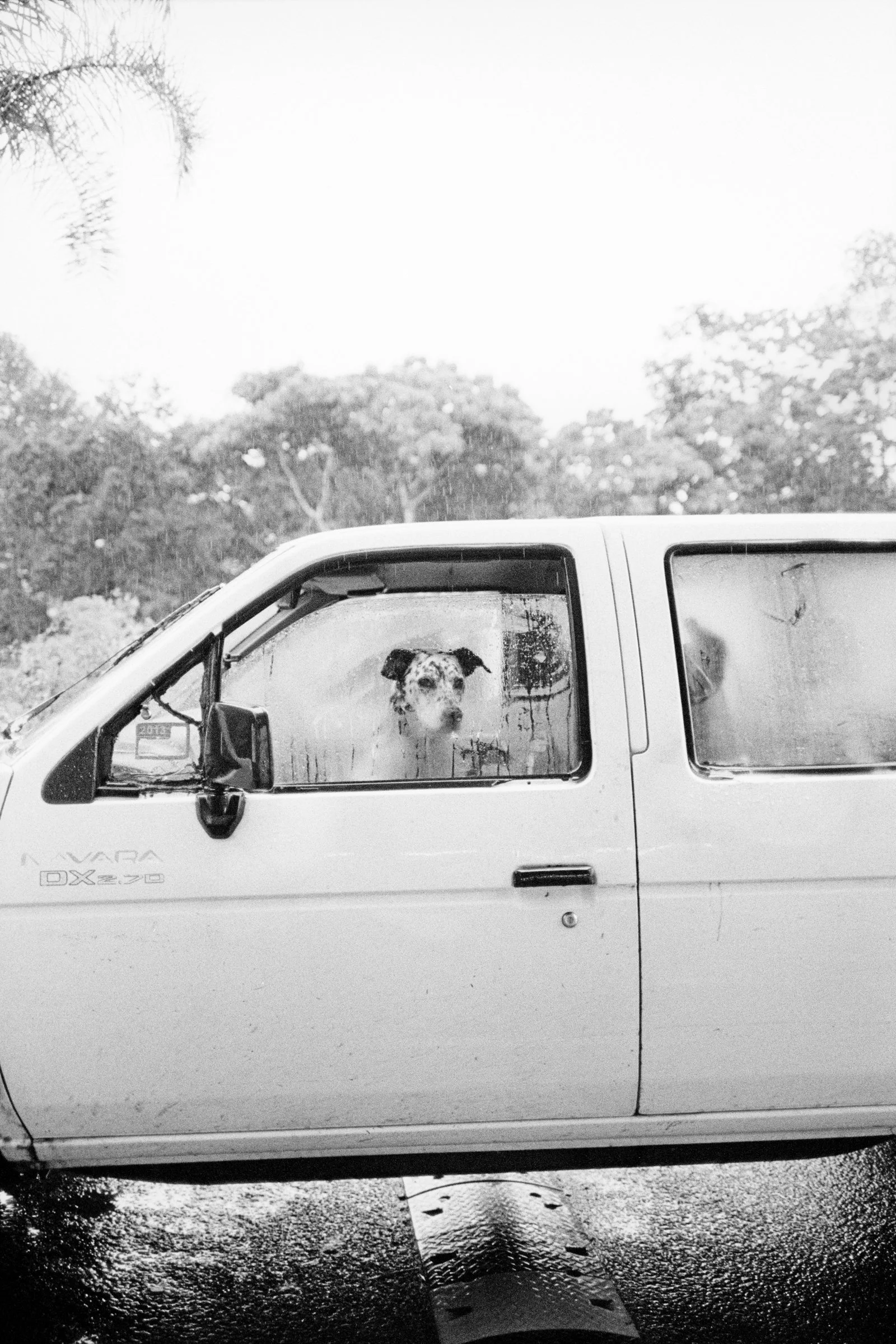 Brunswick Heads Dog.jpg