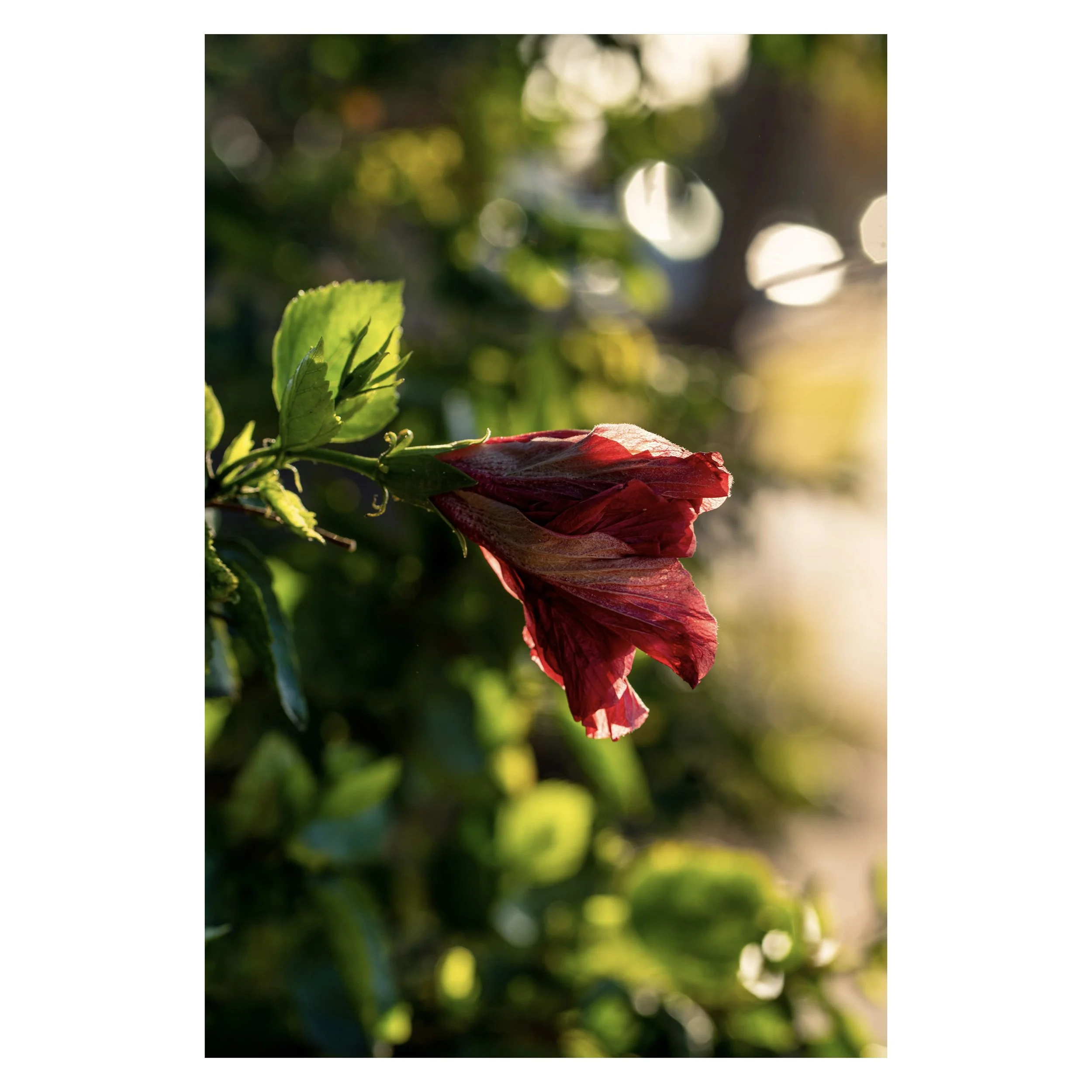 Red Flower One