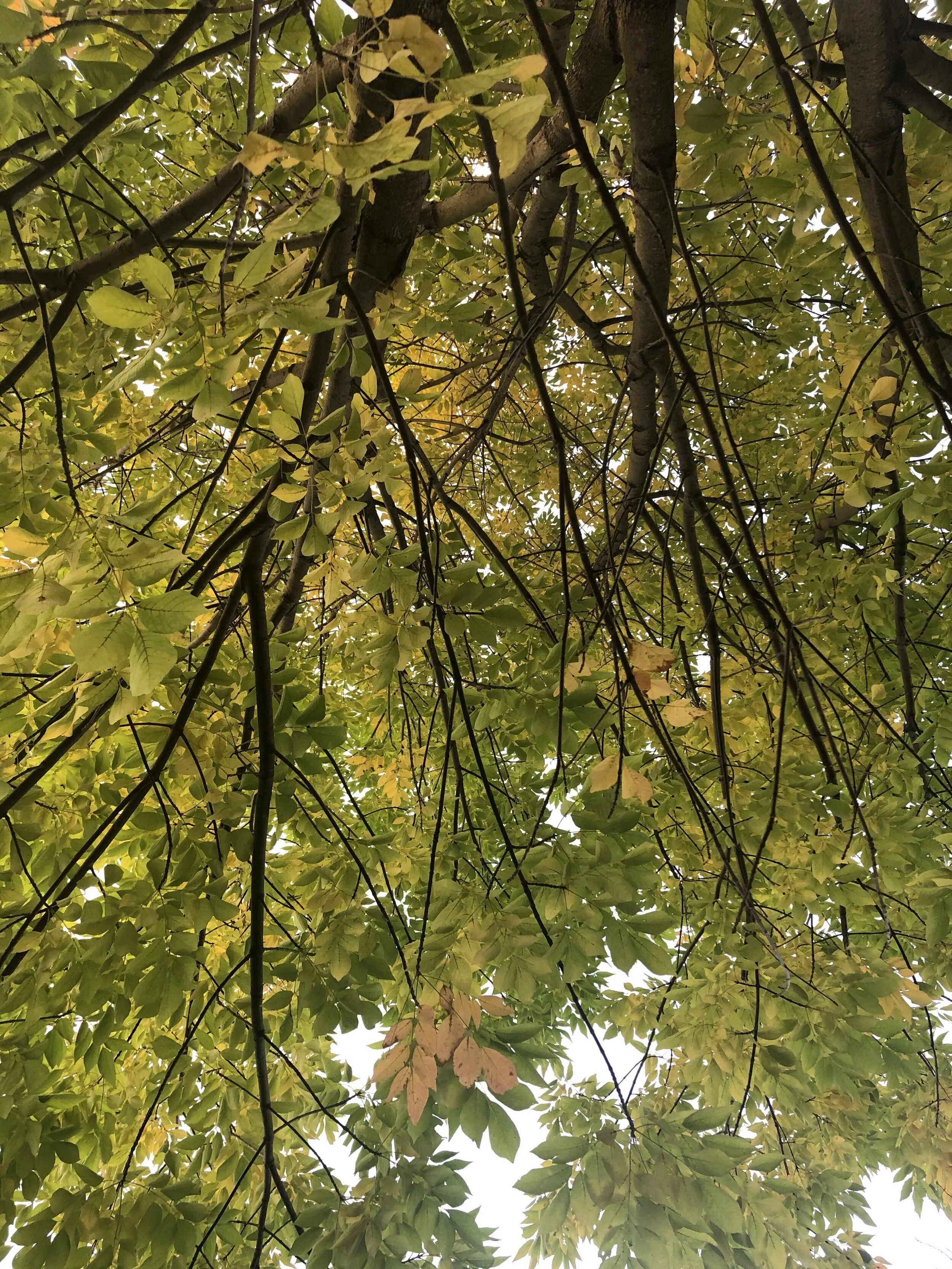 Mindfulness-Based Stress Reduction Course - Online